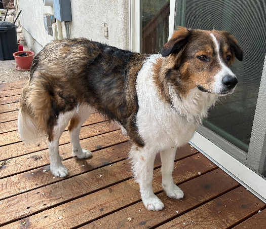Piper - 2.jpeg